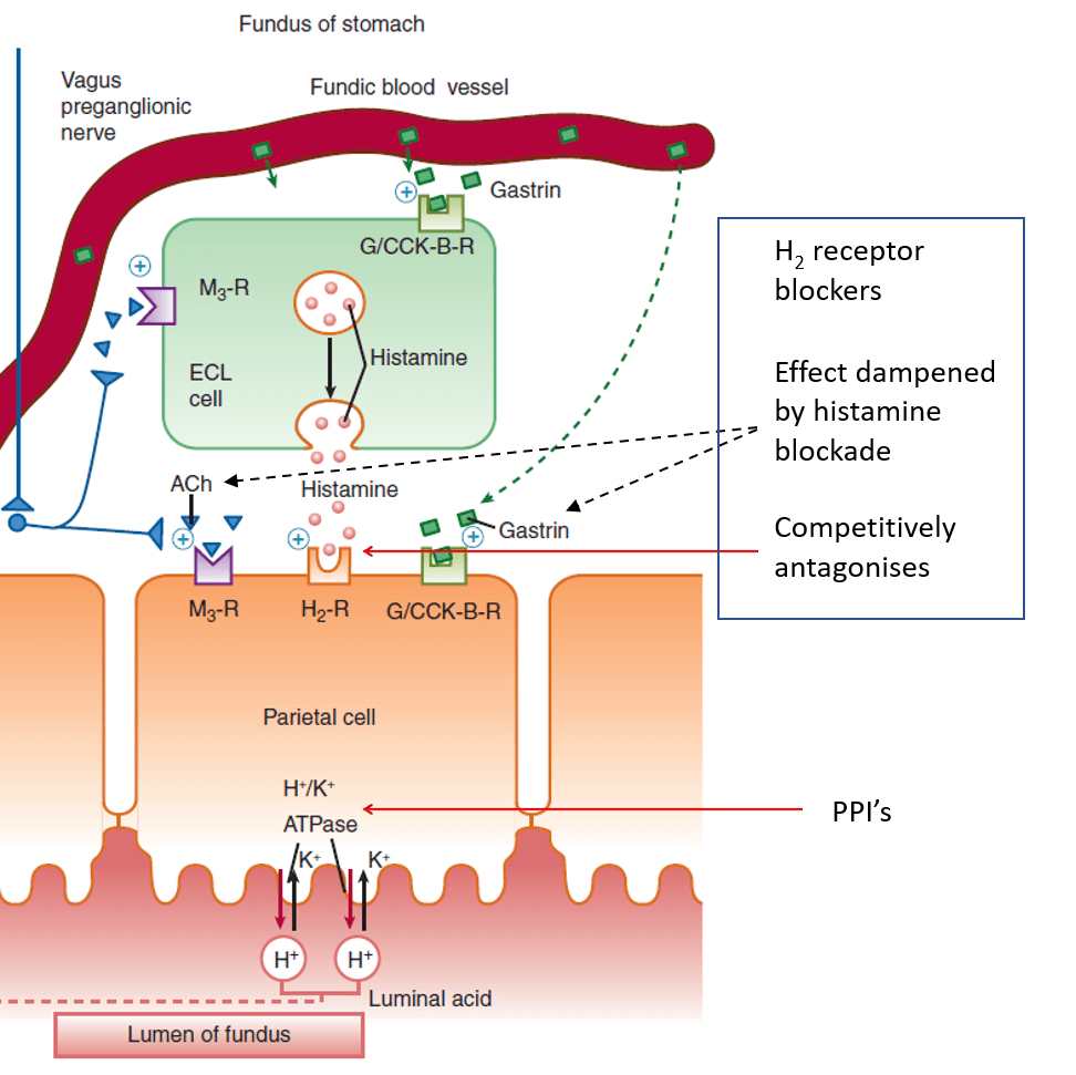 Diagram used in GIT Pharm – Gastric fluid — Master Answer