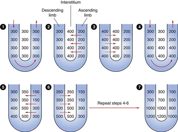 Diagram: Counter-current Mechanism in Kidney