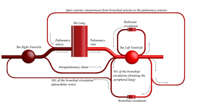 Diagram: Anatomy