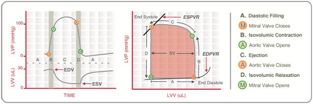 Diagram used in Ventricle P-V — Master Answer