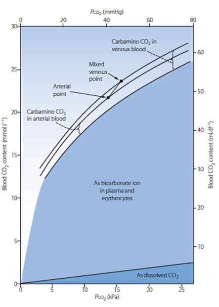 Diagram used in Resp – Capnography — Master Answer