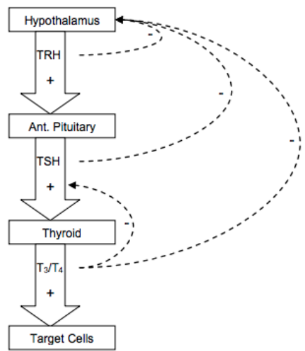 Diagram: Negative feedback
