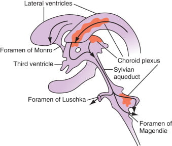 Diagram: Distribution / Circulation of CSF