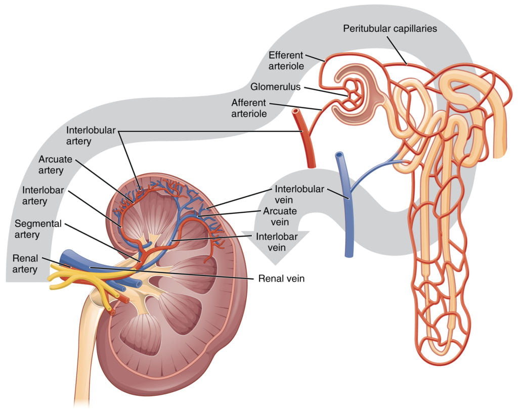 Diagram used in Renal – Blood Flow — Master Answer