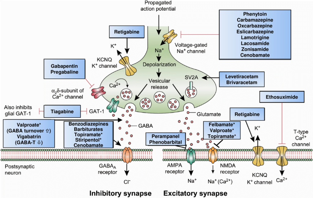 Diagram used in NeuroPharm – LA — Master Answer