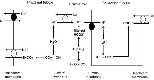 Diagram used in Glomerulus & Tubule — Master Answer