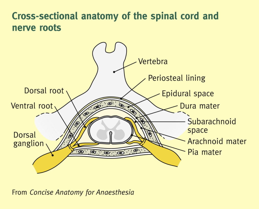 Diagram: Epidural Space